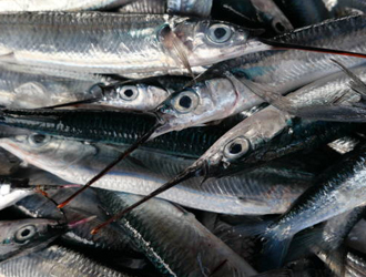 Peixe Espada Preto