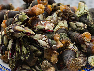 Percebes